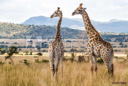 Picture of Giraffes in Pilanesberg National Park in South Africa